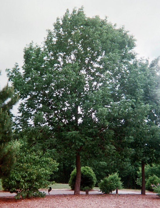 Fraxinus americana - Autumn Purple Ash 