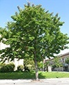 Pyrus calleryana - ‘Aristocrat’ Flowering Pear 