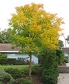 Pistacia chinensis - Chinese Pistachio Tree 