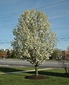 Pyrus callervana - ‘Chanticleer’