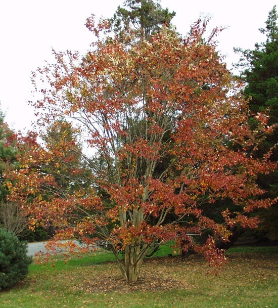 Lagerstromia indica - Crape Myrtle 