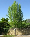 Ginkgo biloba - Maidenhair Tree