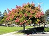 Koelreuteria bupinnata - Chinese Flame Tree 