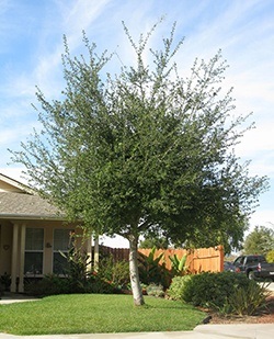 Quercus_agrifolia - Coast Live Oak