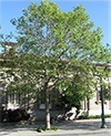 Platanus - London plane Tree