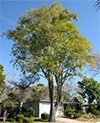 Fraxinus uhdei - Shamel Ash 