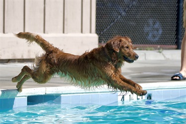 Pooch Plunge