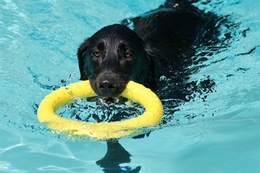 Pooch Plunge