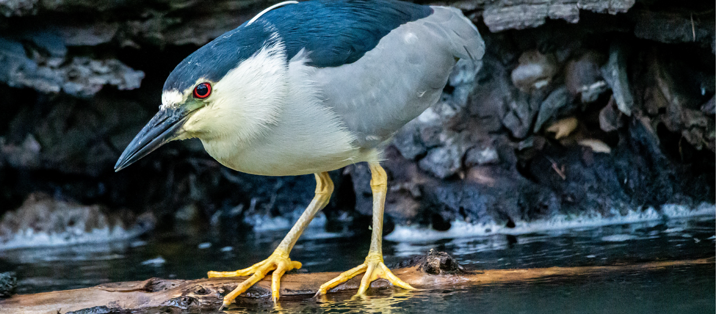 McClellan-Rotating-Banner_Bird.png