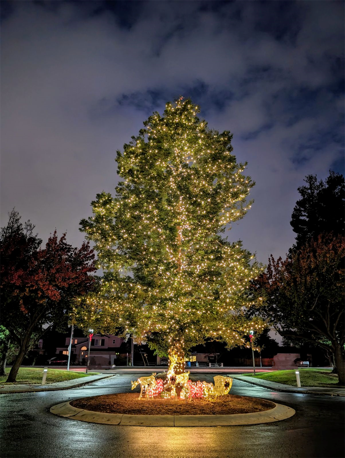 Large evergreen tree lit with string lights